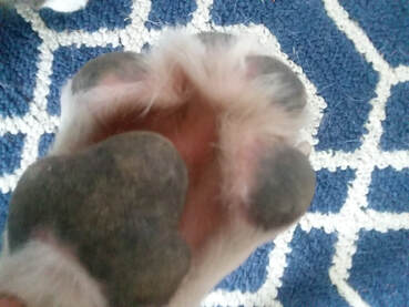 Picture of underside of dog's paw