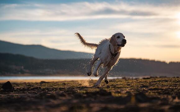 Photo of dog running